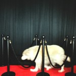 Dog walking the red carpet