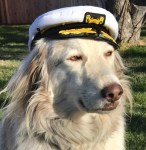 Captain Lily Dog