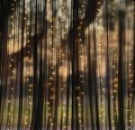 Black Tulle Backdrop Curtain with Lights